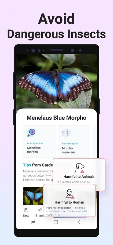 Picture Insect Bug Identifier mod apk