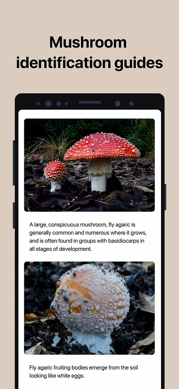 Picture Mushroom mod apk free