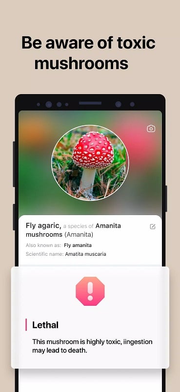 Picture Mushroom mod apk