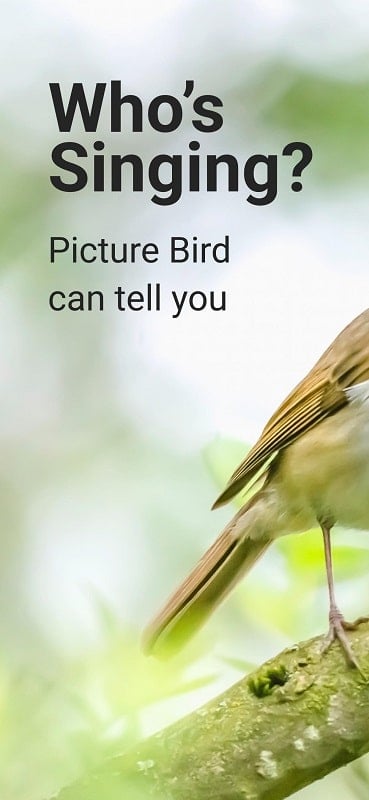 Picture Bird mod