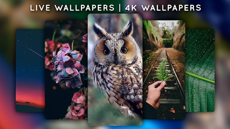 400+ Free Live Wallpaper & Nature Videos, HD & 4K Clips - Pixabay