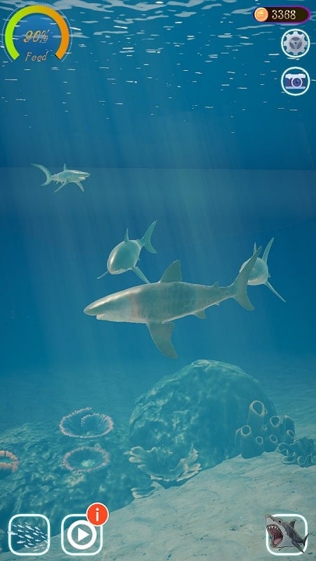 Shark Feed APK for Android Download