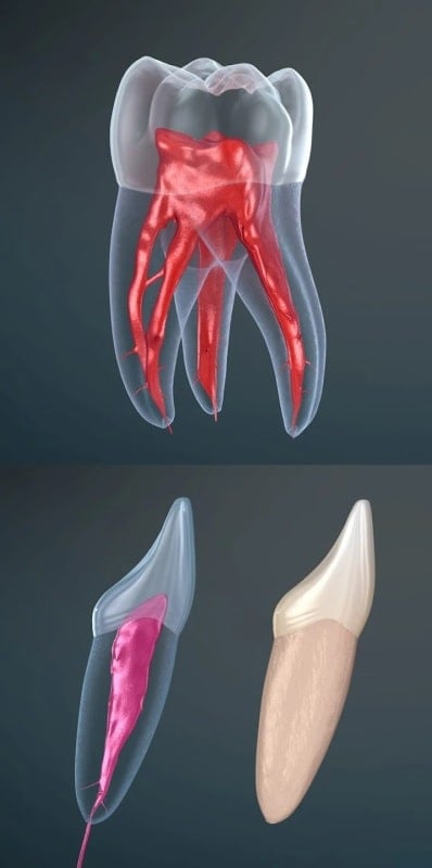 Dental 3D Illustrations mod android